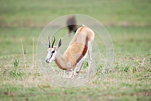 Springbok deer