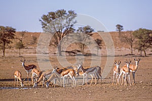 Springbok Drinking in the Kalahari