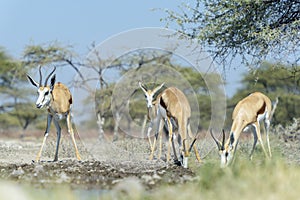 Springbok drinking at waterhole