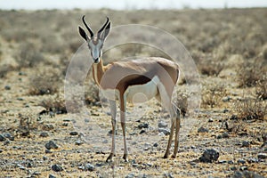 Springbok in Etosha