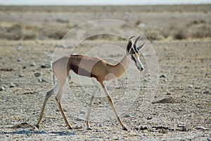 Springbok in Etosha