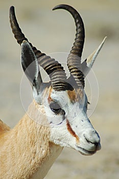 Springbok in Etosha