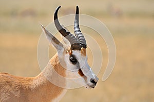 Springbok in the Etosha National Park 1