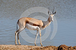 Springbok in the Etosha National Park 3