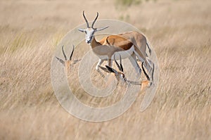 Springbok in the Etosha National Park