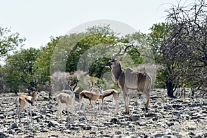 Springbok in Etosha National Park