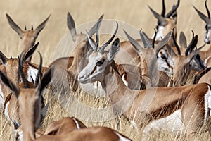 Springbok - Etosha National Park - Namibia