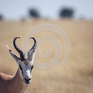 A Springbok in the Etosha national park in Namibia