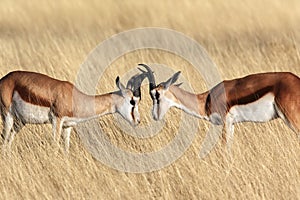 Springbok in Etosha National Park - Namibia