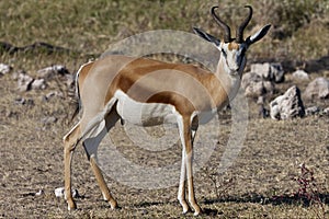 Springbok - Etosha National Park - Namibia