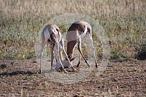 Springbok fight