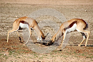 Springbok fighting Africa