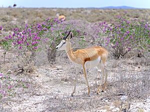 Springbok with flowers - Etosha National Park - Namibia
