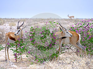 Springbok with flowers - Etosha National Park - Namibia