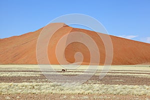 Springbok in front of large dune