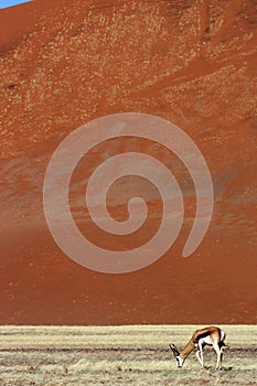 Springbok in front of red desert dunes of Namibia