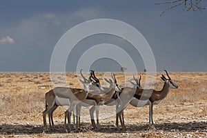 Springbok, Springbok, Antidorcas marsupialis