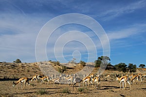 Springbok herd photo