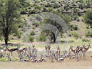 Springbok herd, Antidorcas marsupialis, pasture Kalahari, South Africa