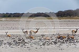 Springbok Herd in Makgadikgadi Pan, Botswana photo