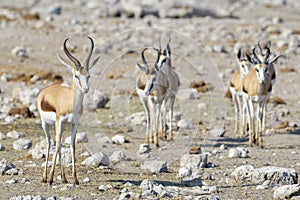 Springbok herd walking towards camera