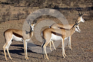 Springbok in the Kalahari photo