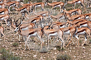 Springbok in Kalahari photo