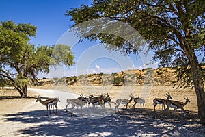 Springbok in Kgalagari transfrontier park, South Africa