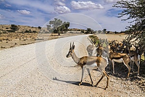 Springbok in Kgalagari transfrontier park, South Africa