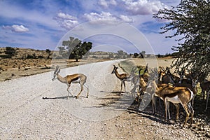 Springbok in Kgalagari transfrontier park, South Africa