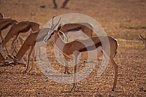 Springbok lookout alert while the herd graze B 4401