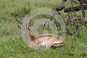 Springbok lying in the grass