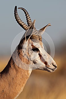 Springbok male close-up