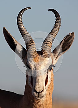 Springbok male close-up