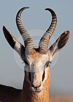 Springbok male close-up photo