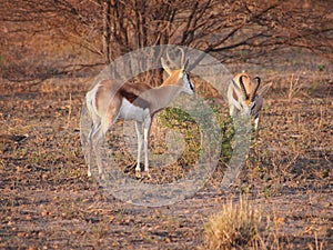 Springbok photo