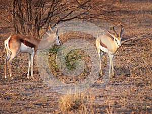 Springbok photo