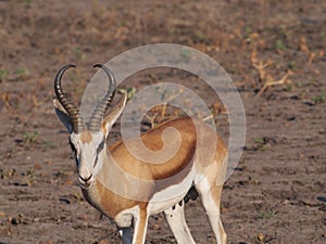 Springbok photo