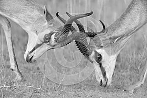 The springbok males sparring for dominance in artistic conversion