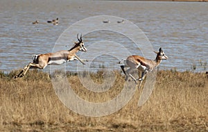 Correre un saltando lui gioca Riserva Sud 