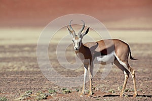 Springbok in Namib desert