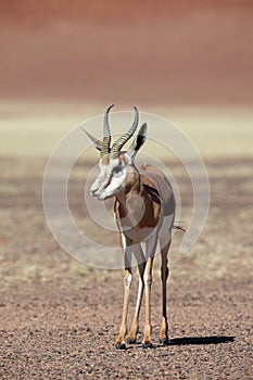 Springbok in Namib desert