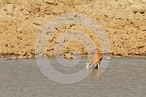 Springbok in natural habitat in Etosha National Park in Namibia