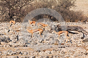 Springbok in natural habitat in Etosha National Park in Namibia