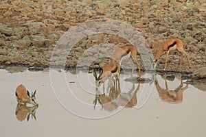 Springbok in natural habitat in Etosha National Park in Namibia