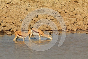 Springbok in natural habitat in Etosha National Park in Namibia