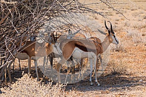 Springbok in natural habitat in Etosha National Park in Namibia