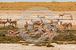 Springbok in natural habitat in Etosha National Park in Namibia