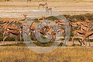 Springbok in natural habitat in Etosha National Park in Namibia