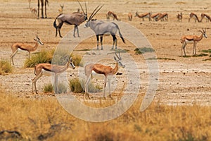 Springbok in natural habitat in Etosha National Park in Namibia